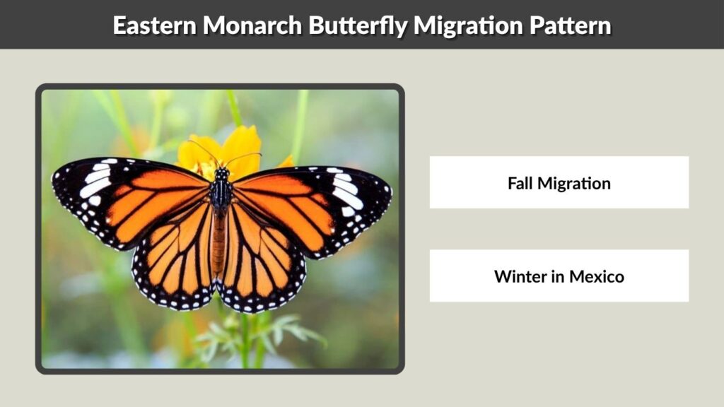 Eastern Monarch Butterfly Migration Pattern