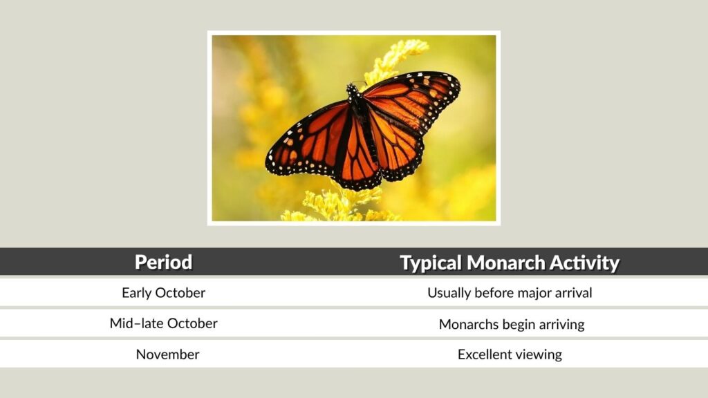 When Are the Monarch Butterflies at Natural Bridges?