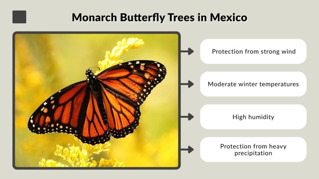Monarch Butterfly Trees in Mexico