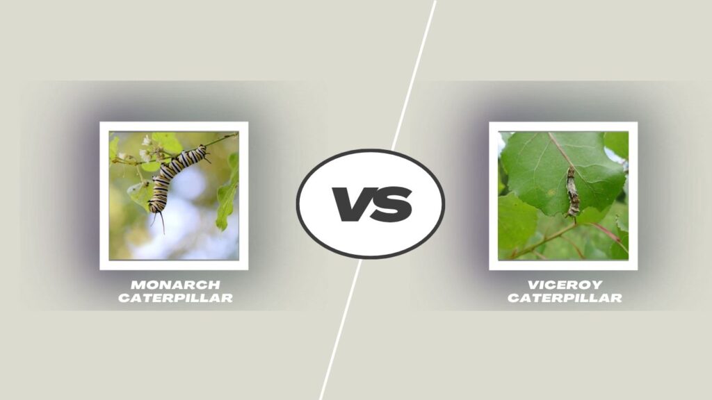 Monarch vs Viceroy Caterpillar