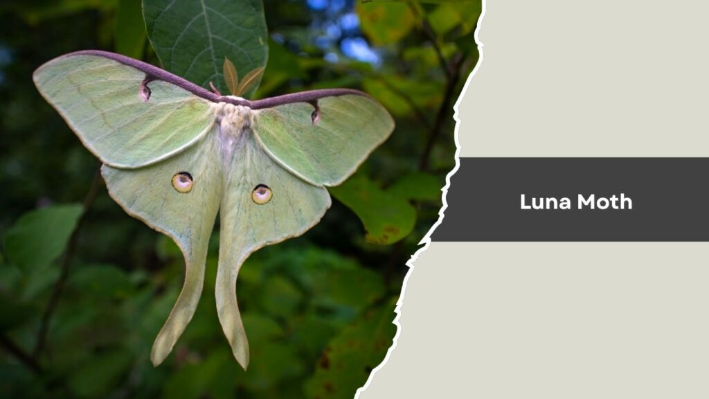 Luna Moth