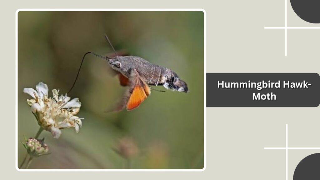 Hummingbird Hawk-Moth