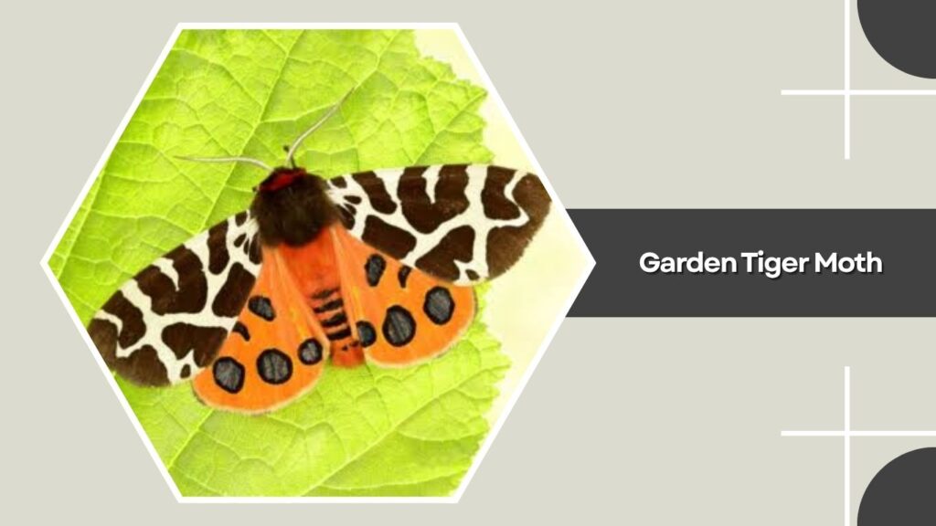Garden Tiger Moth