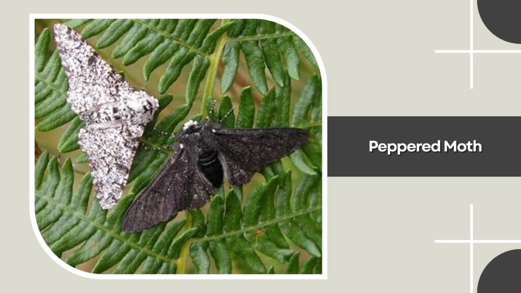 Peppered Moth