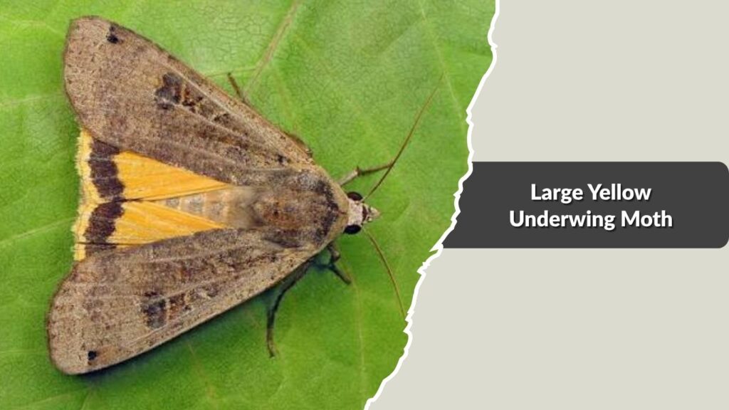 Large Yellow Underwing Moth