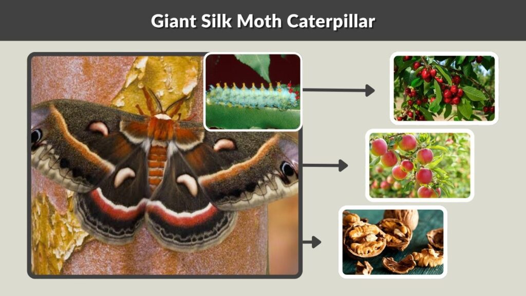 Giant Silk Moth Caterpillar