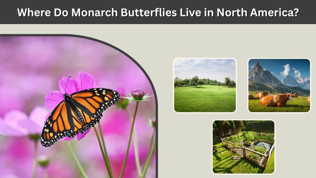 Where Do Monarch Butterflies Live in North America?