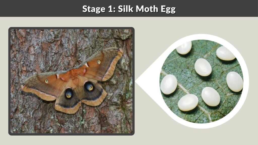 Stage 1: Silk Moth Egg