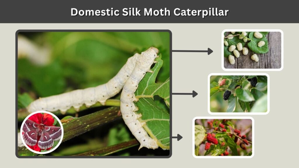 Domestic Silk Moth Caterpillar