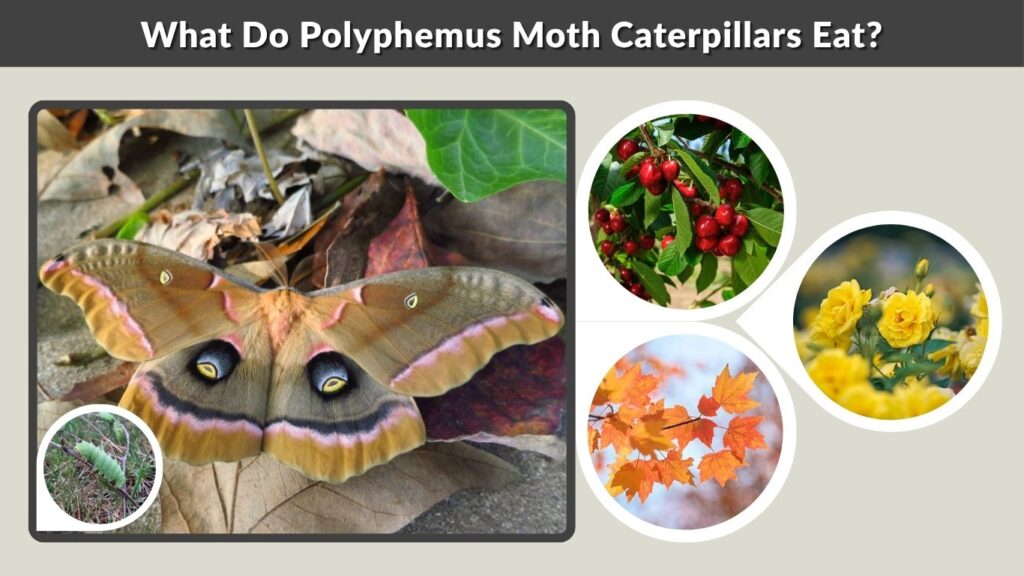 What Do Polyphemus Moth Caterpillars Eat?