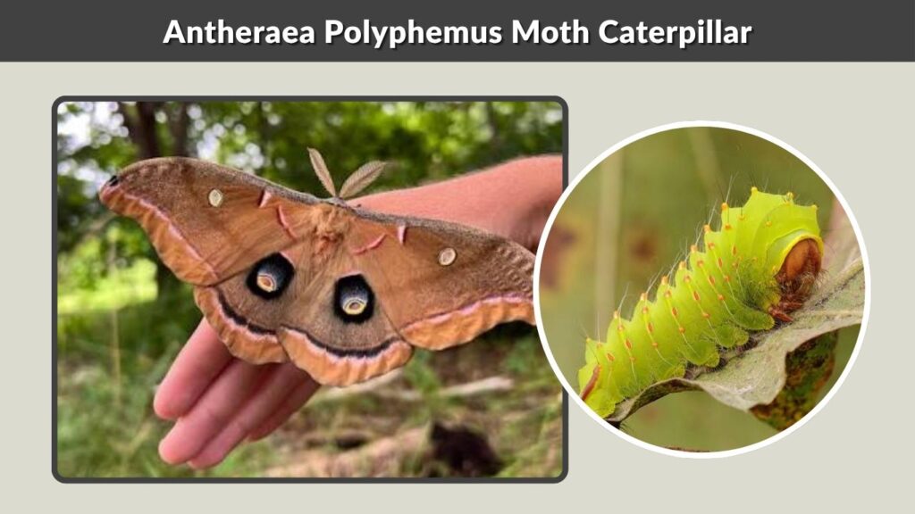 Antheraea Polyphemus Moth Caterpillar
