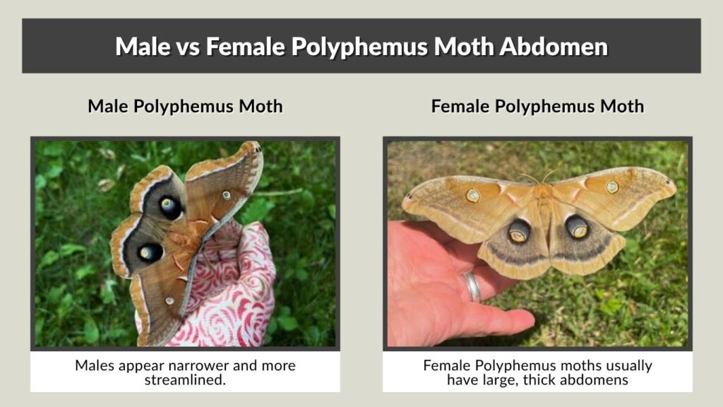 Male vs Female Polyphemus Moth Abdomen