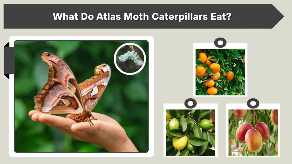 What Do Atlas Moth Caterpillars Eat?