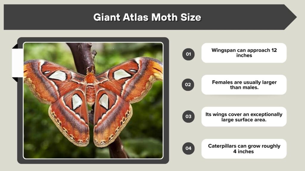 Giant Atlas Moth Size