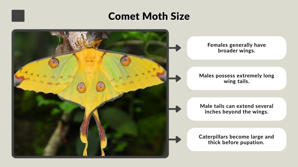 Comet Moth Size