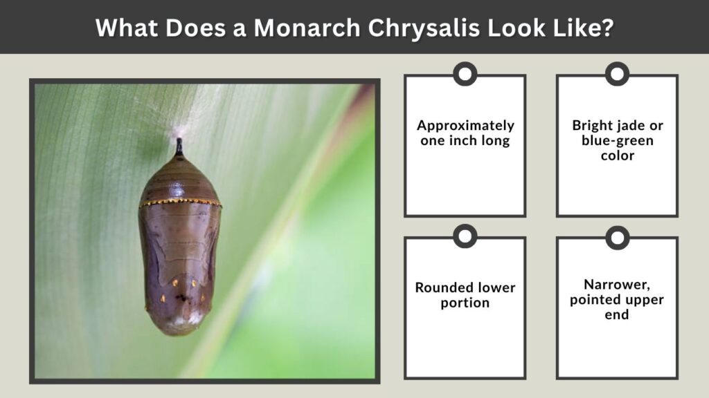 What Does a Monarch Chrysalis Look Like?