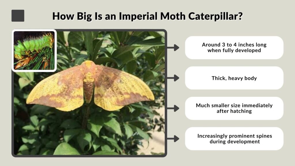 How Big Is an Imperial Moth Caterpillar?
