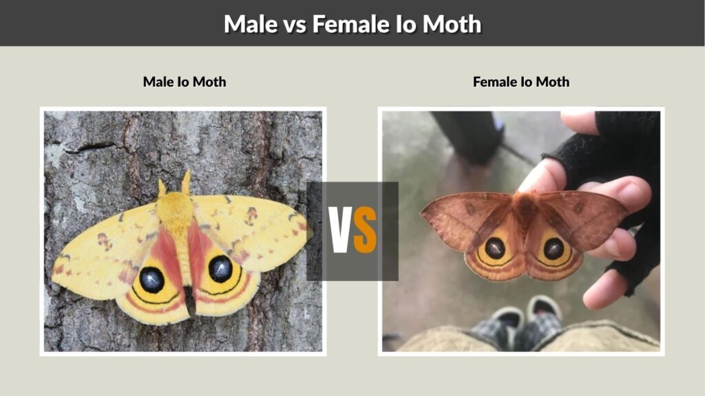 Male vs Female Io Moth