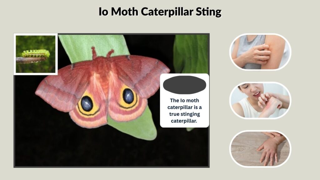 Io Moth Caterpillar Sting