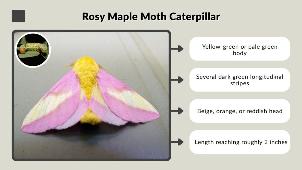 Rosy Maple Moth Caterpillar