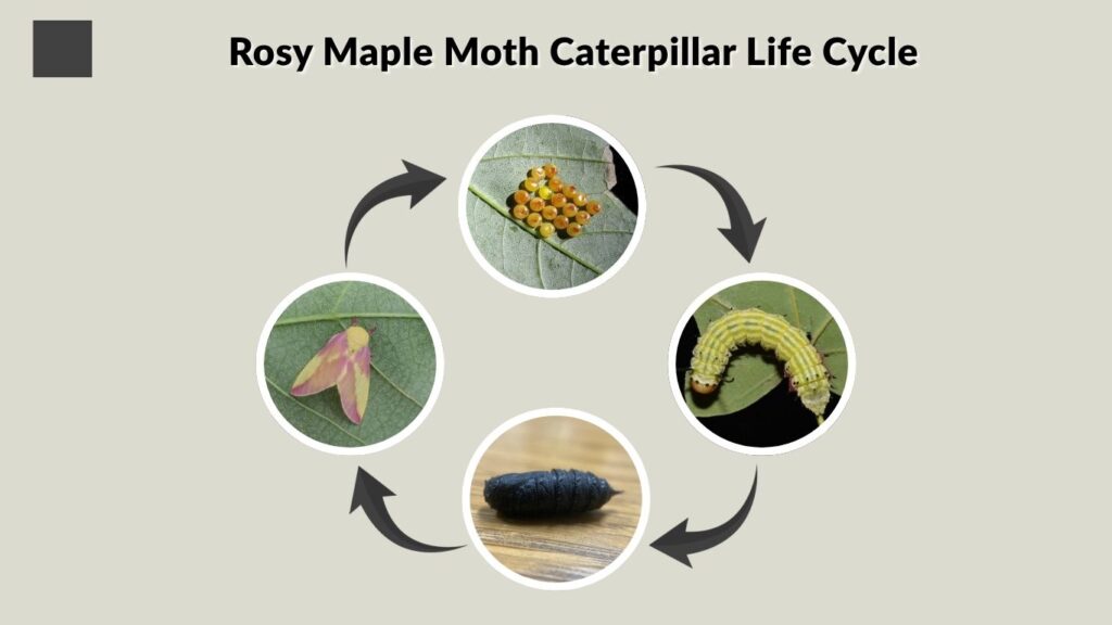 Rosy Maple Moth Caterpillar Life Cycle