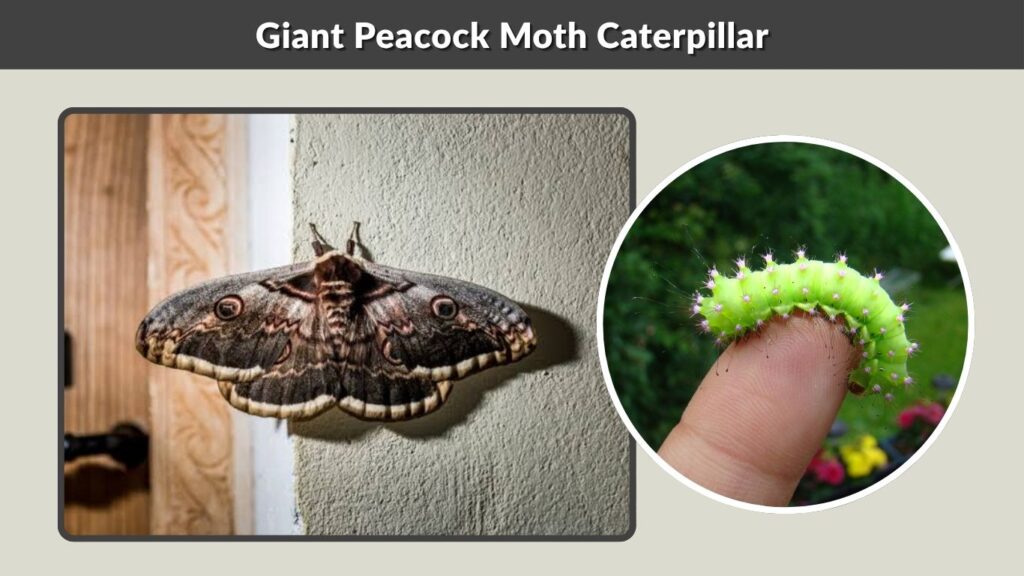Giant Peacock Moth Caterpillar