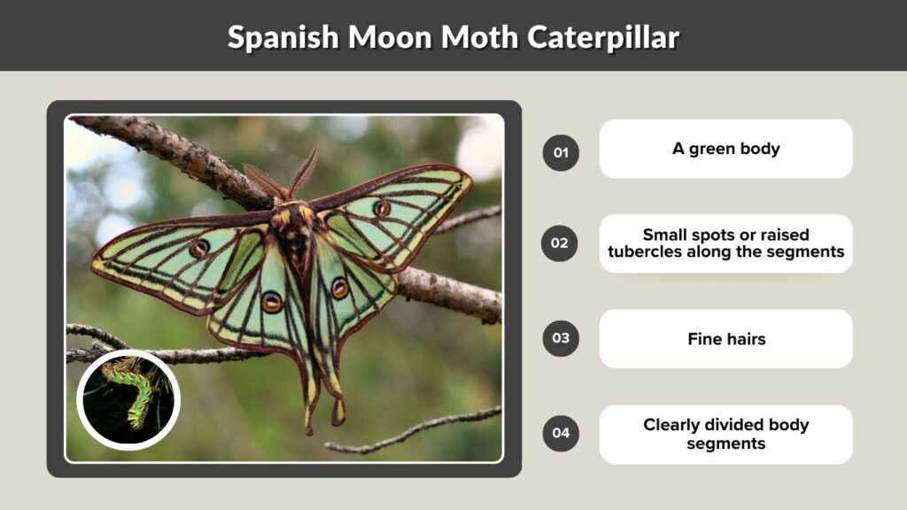 Spanish Moon Moth Caterpillar