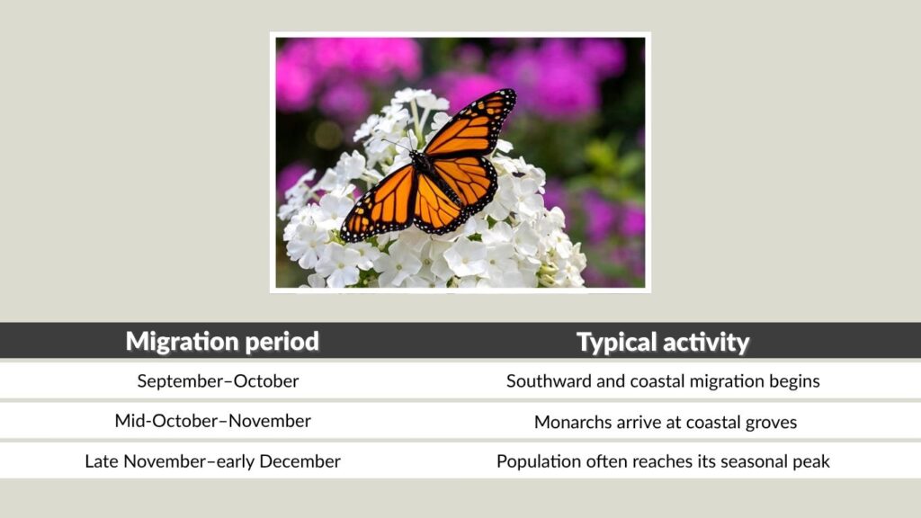 When Is Monarch Butterfly Season in California?
