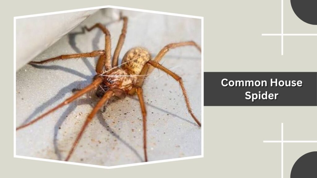 Common House Spider