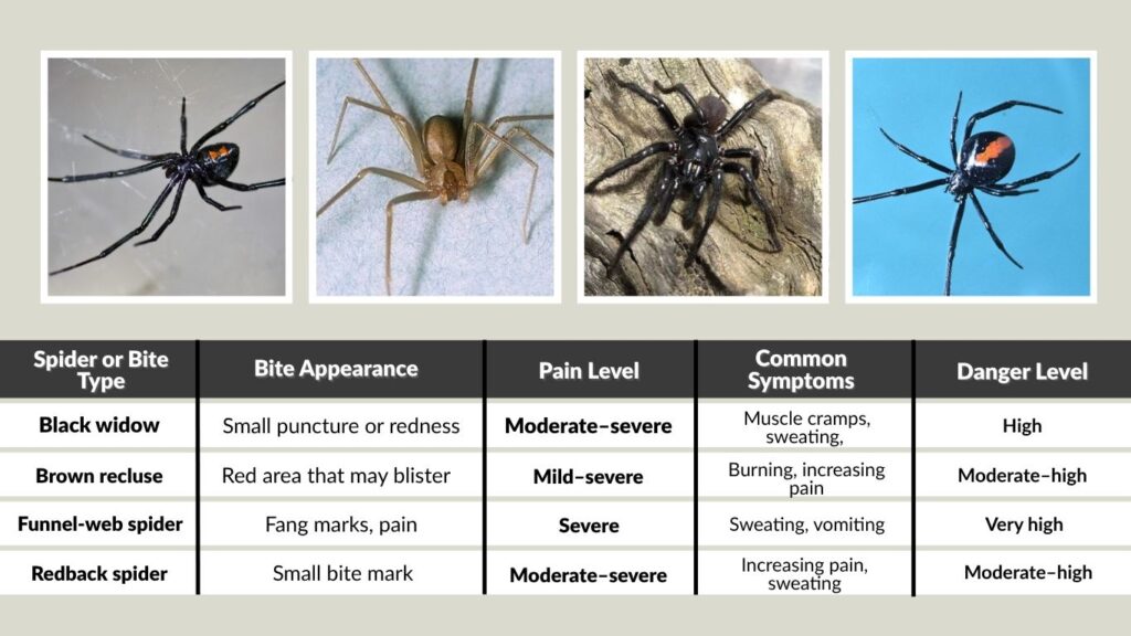 Spider Bite Identification Chart