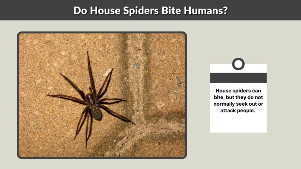 Do House Spiders Bite Humans?
