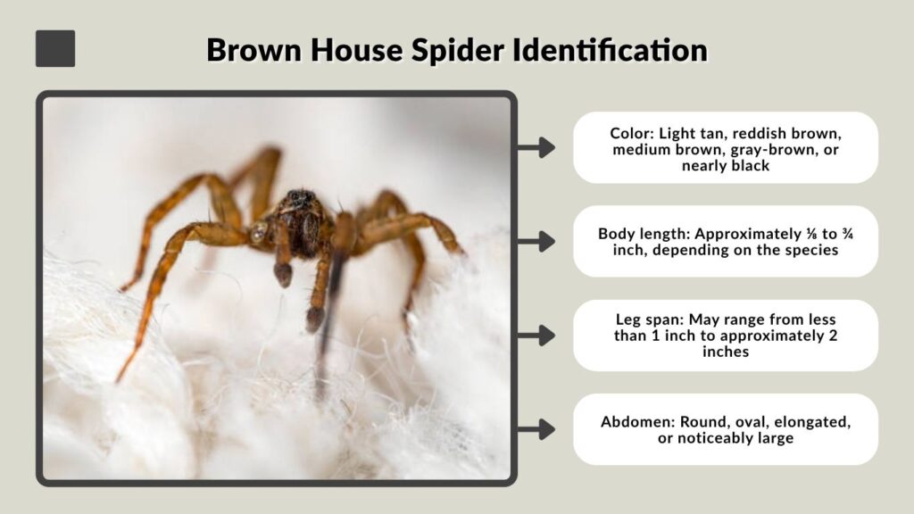Brown House Spider Identification