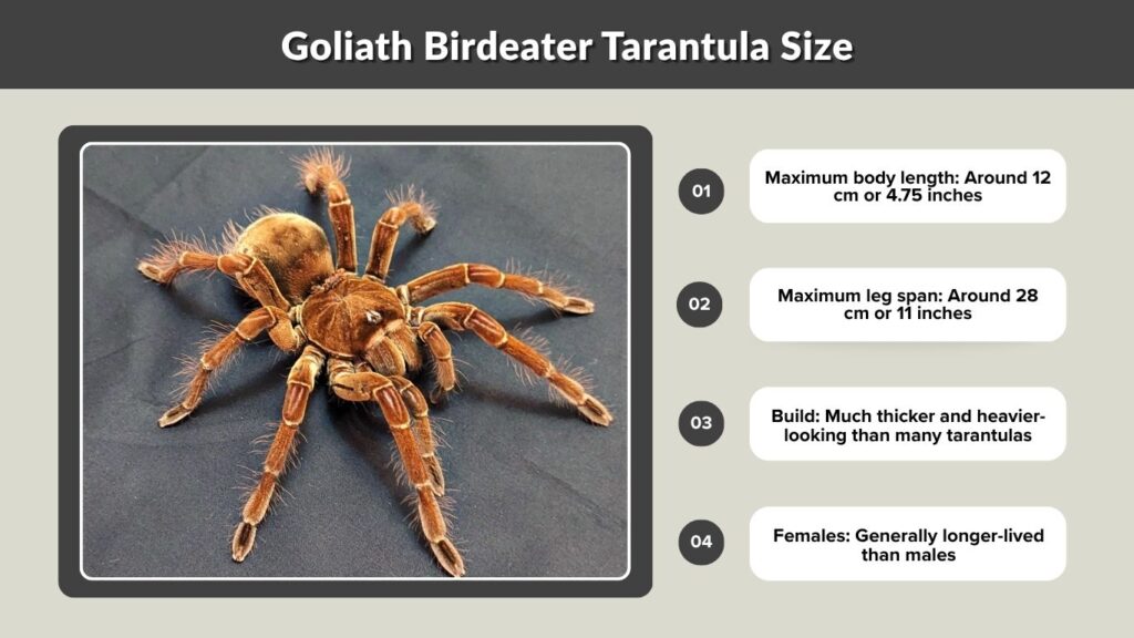 Goliath Birdeater Tarantula Size