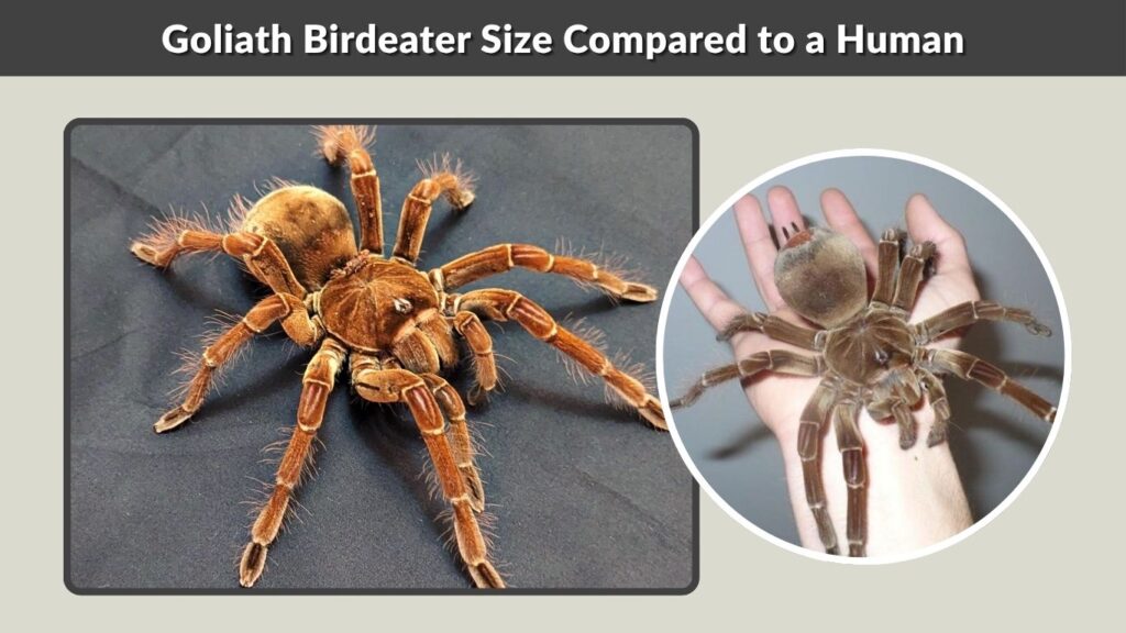 Goliath Birdeater Size Compared to a Human