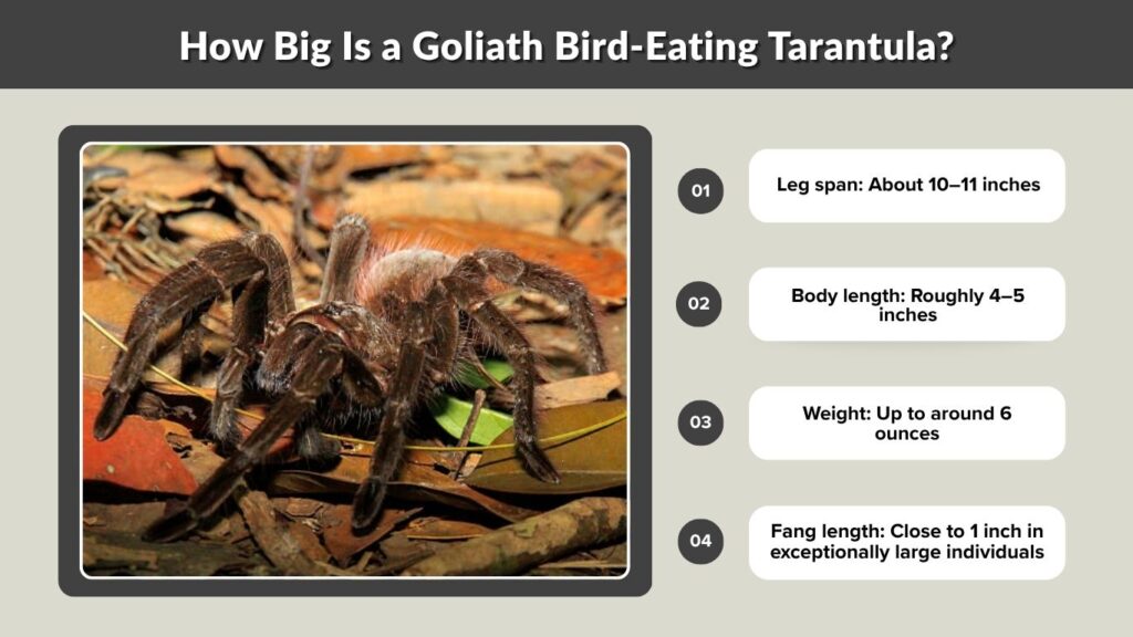 How Big Is a Goliath Bird-Eating Tarantula?
