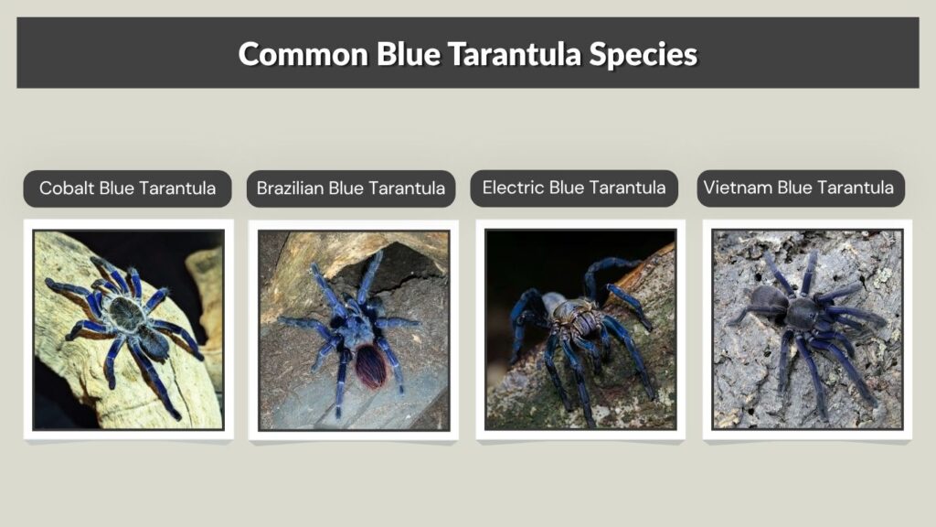 Common Blue Tarantula Species