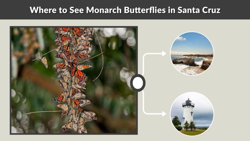 Where to See Monarch Butterflies in Santa Cruz