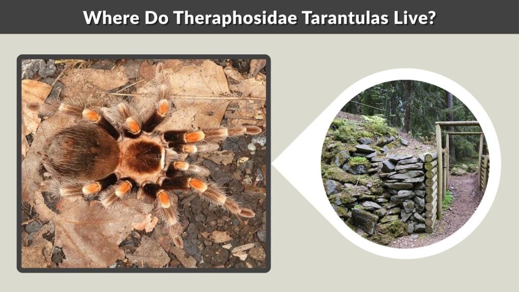 Where Do Theraphosidae Tarantulas Live?
