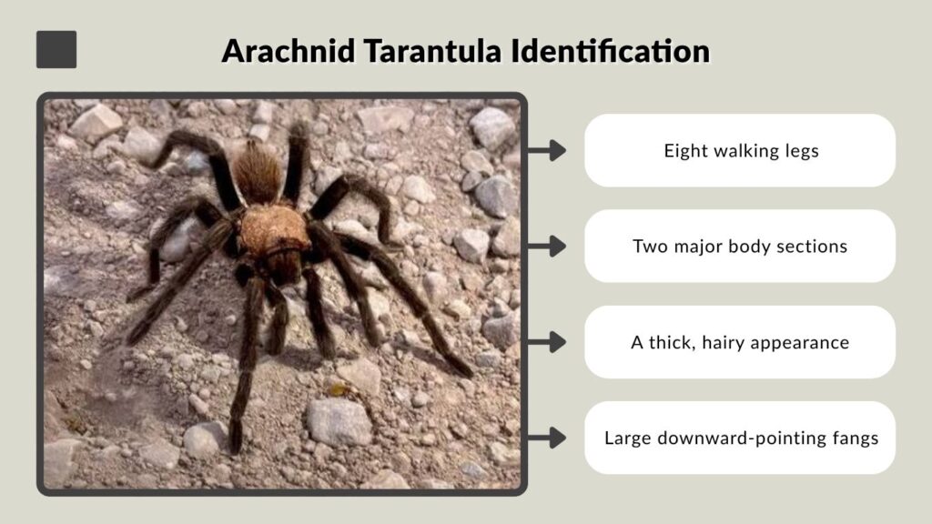 Arachnid Tarantula Identification