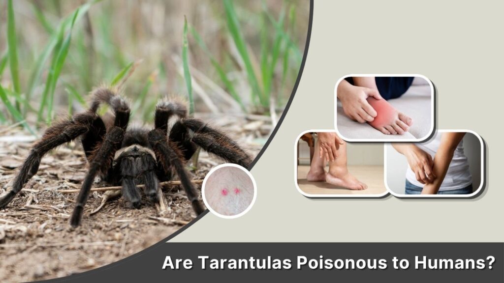Are Tarantulas Poisonous to Humans?