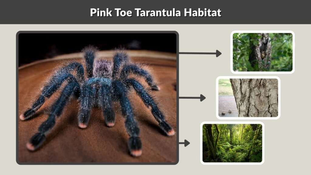 Pink Toe Tarantula Habitat