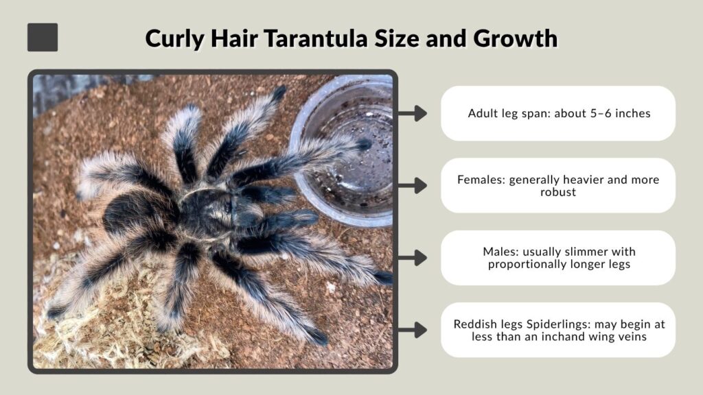 Curly Hair Tarantula Size and Growth