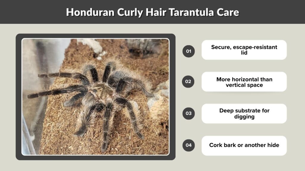 Honduran Curly Hair Tarantula Care