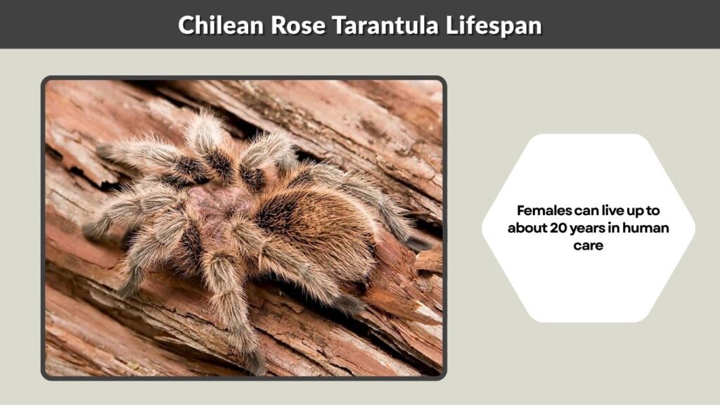 Chilean Rose Tarantula Lifespan