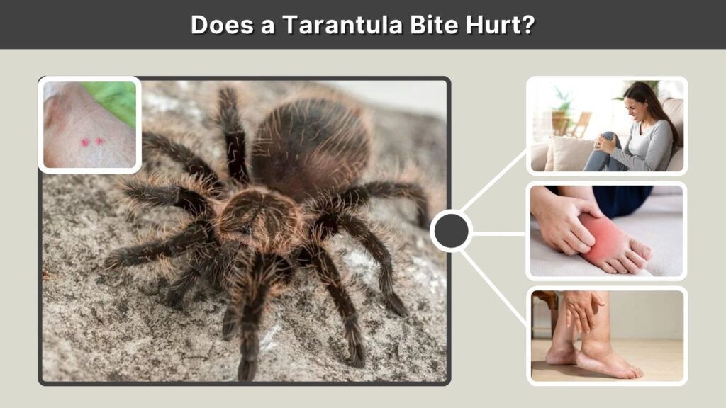 Does a Tarantula Bite Hurt?