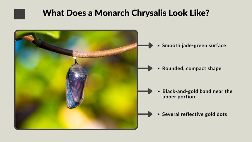 What Does a Monarch Chrysalis Look Like?