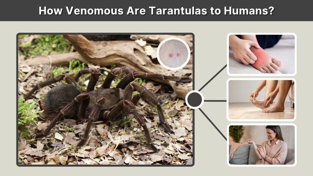 How Venomous Are Tarantulas to Humans?