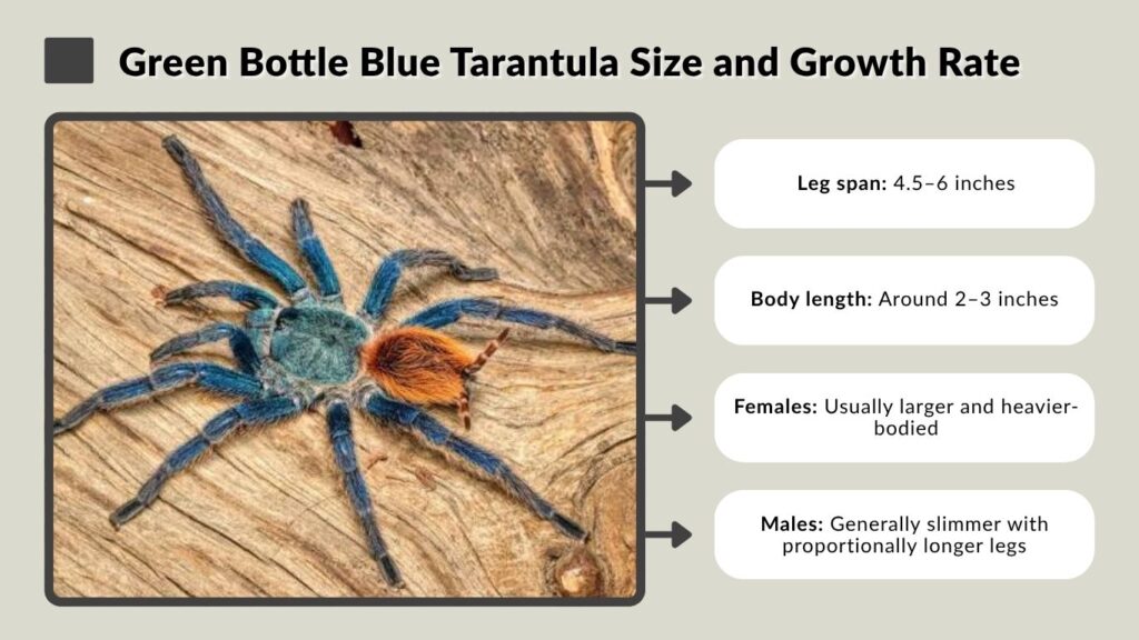 Green Bottle Blue Tarantula Size and Growth Rate
