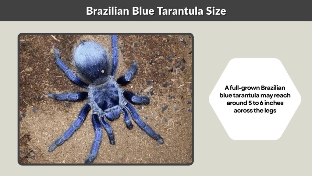 Brazilian Blue Tarantula Size