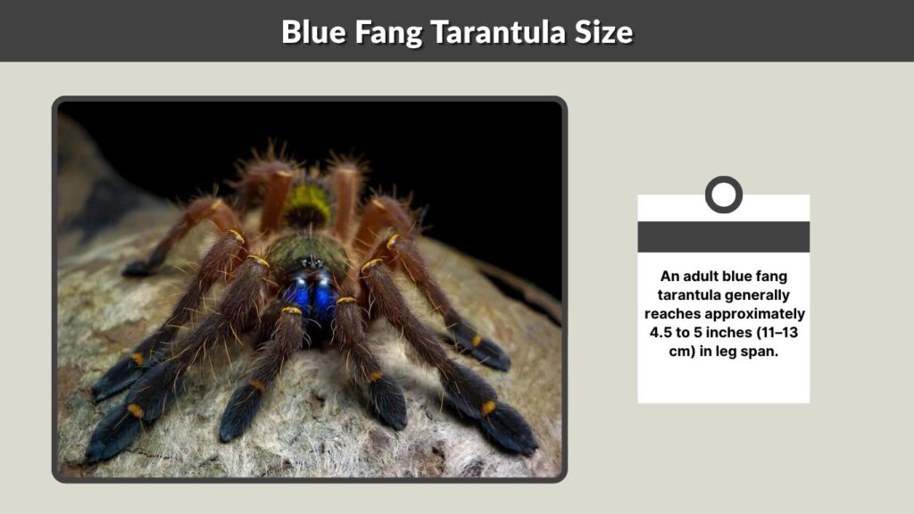 Blue Fang Tarantula Size